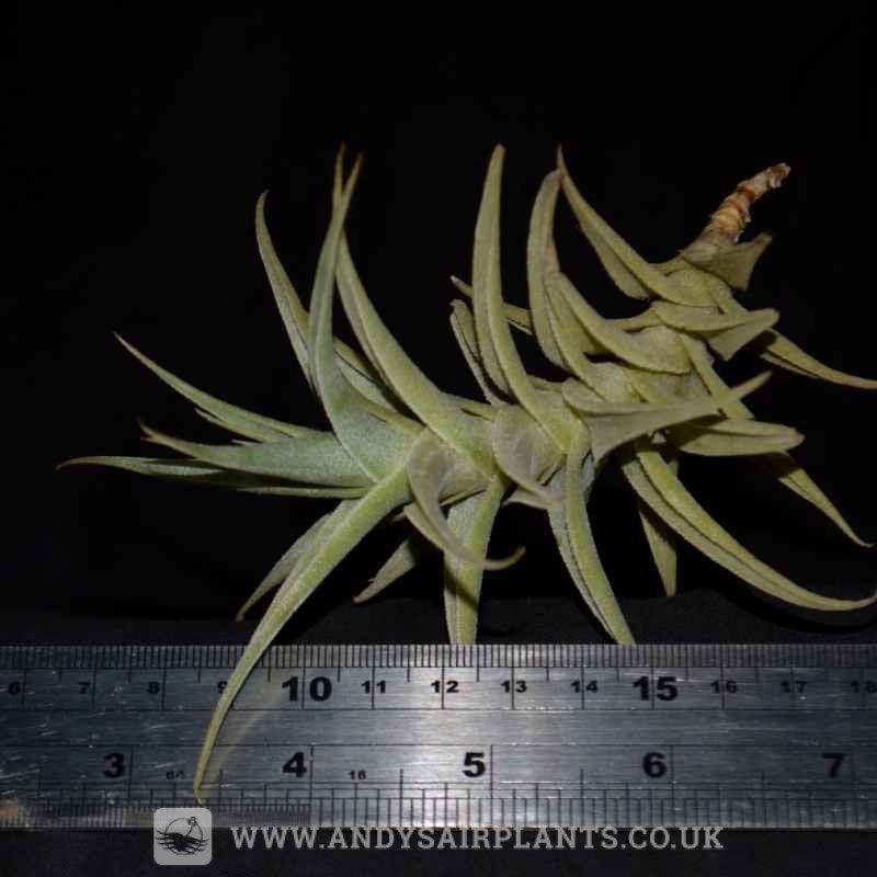 Tillandsia purpurea|Large|XL