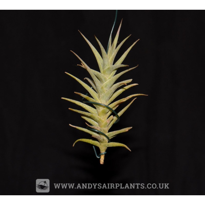 Tillandsia purpurea ‘Shooting Star’