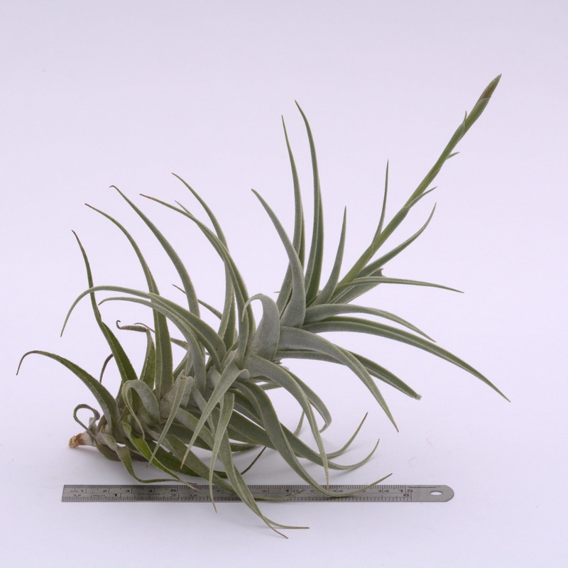 Tillandsia purpurea XL In bud