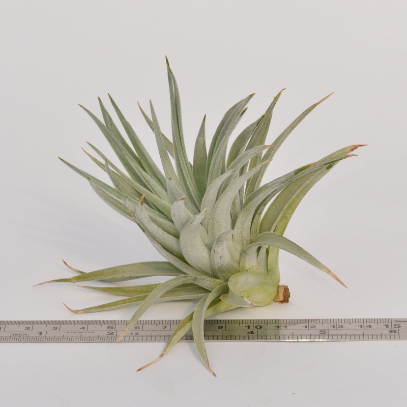 Tillandsia recurvifolia syn T. meridionalis