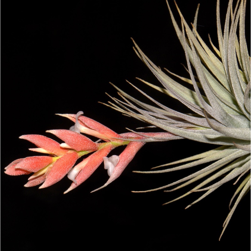 Tillandsia recurvifolia var. subsecundifolia