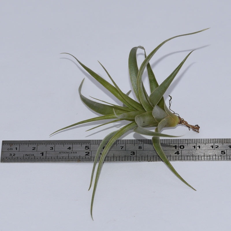 Tillandsia schreiteri