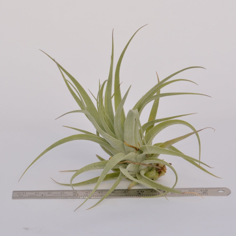 Tillandsia ‘Singapore Sling’ (stricta x leonamiana)