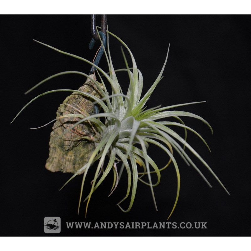Tillandsia stricta Mounted on Drift Wood