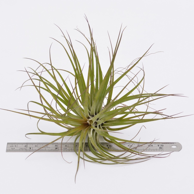 Tillandsia stricta Rubra|Single