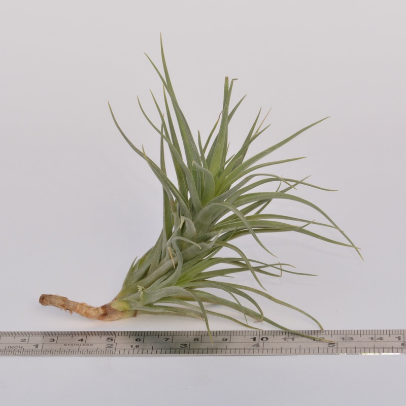 Tillandsia tenuifolia (light green form)