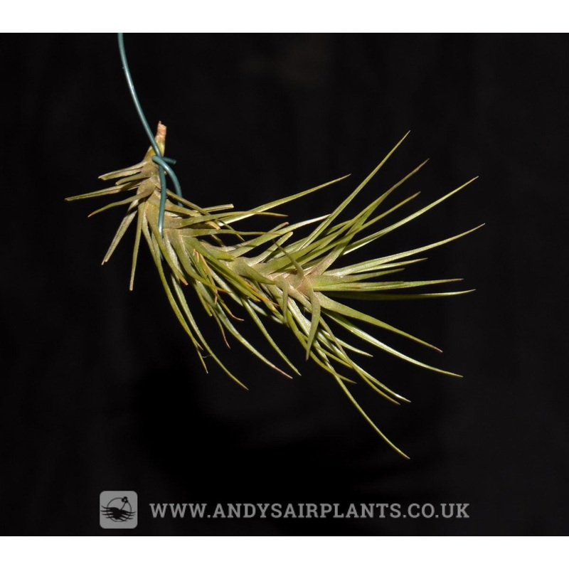 Tillandsia tenuifolia var. minima