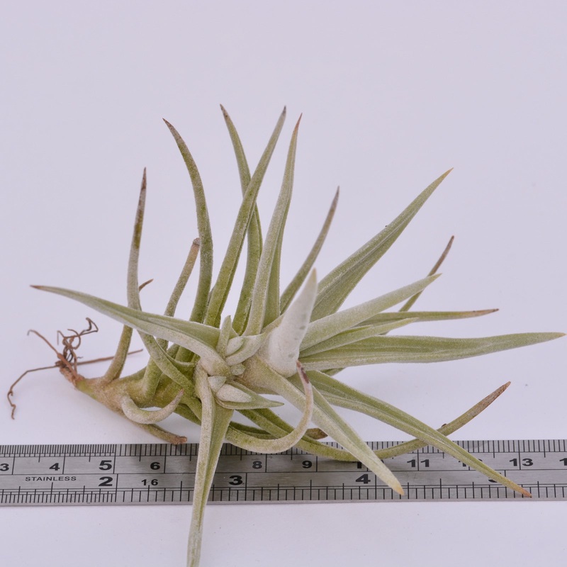 Tillandsia tortilis
