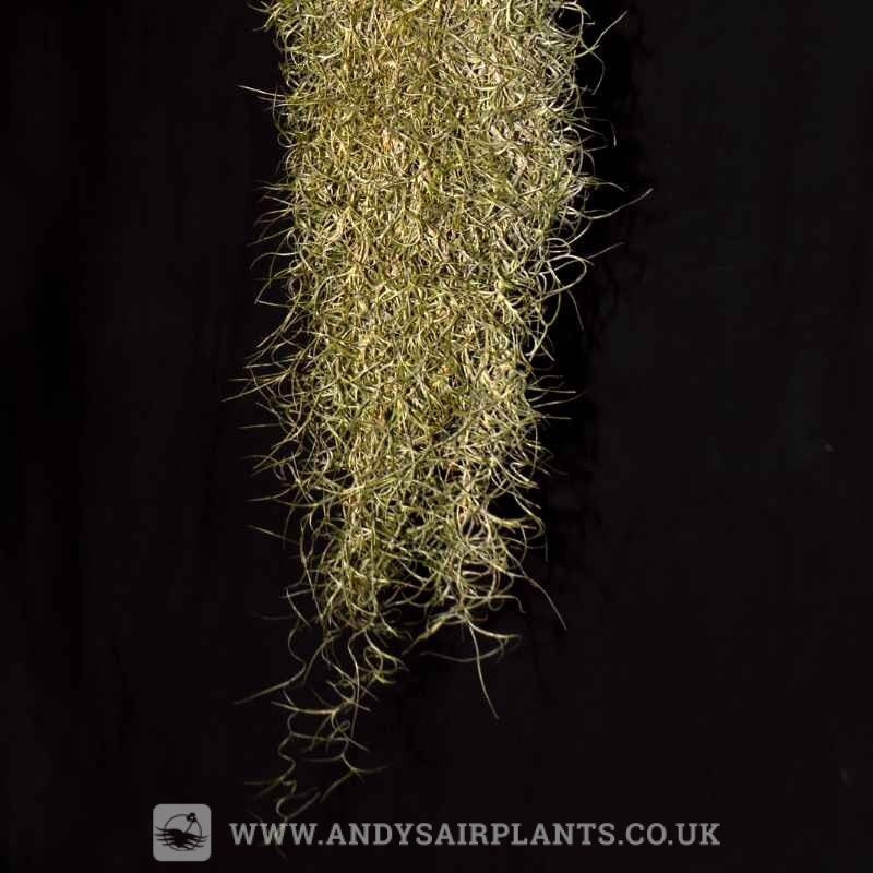 Tillandsia usneoides ‘Fine Form’