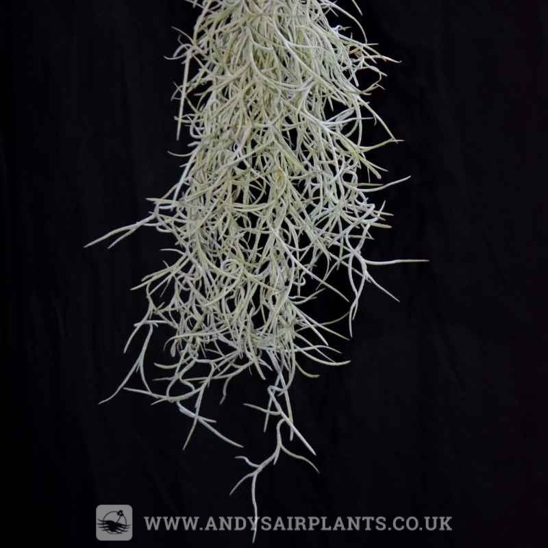 Tillandsia usneoides ‘Spanish Moss’ Small clumps