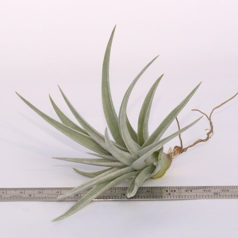 Tillandsia ‘White Star’ (ixioides x recurvifolia)