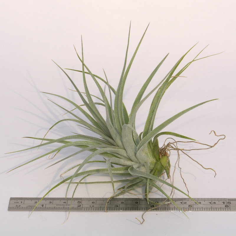 Tillandsia x Houston Red Princess (stricta x recurvifolia)
