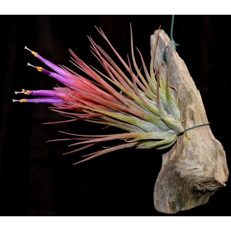 Tillandsia x kolbii Mounted on drift wood