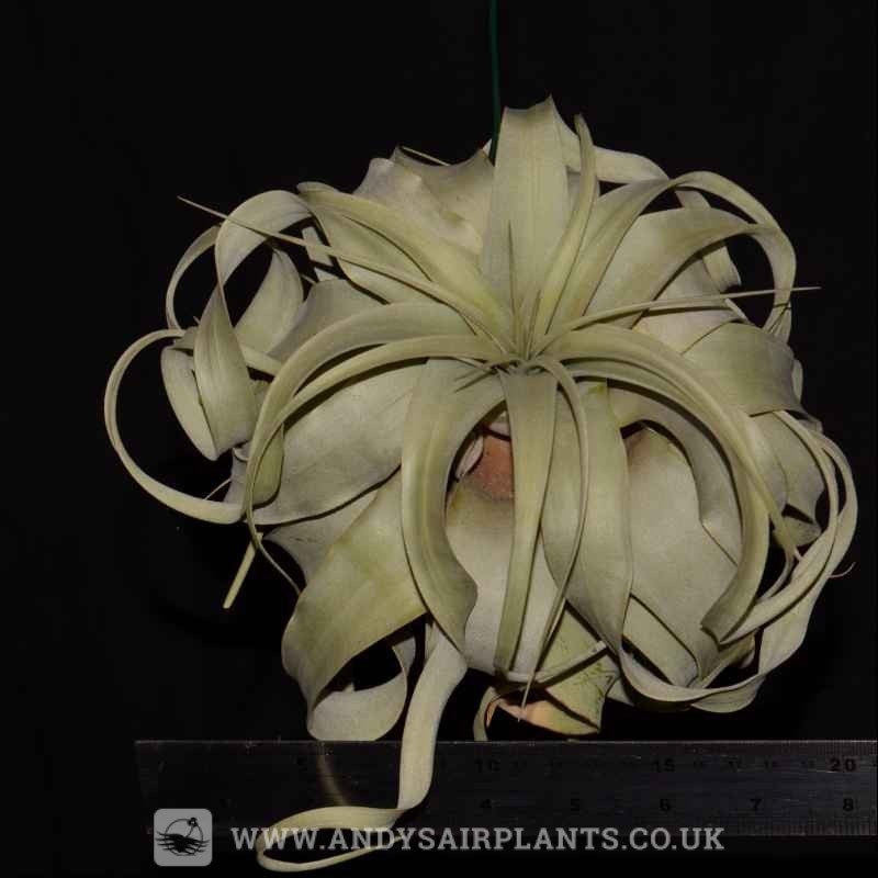 Tillandsia xerographica|Medium|X Large|Small