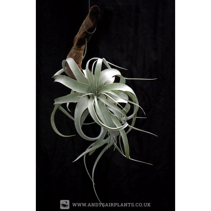 Tillandsia xerographica mounted on drift wood