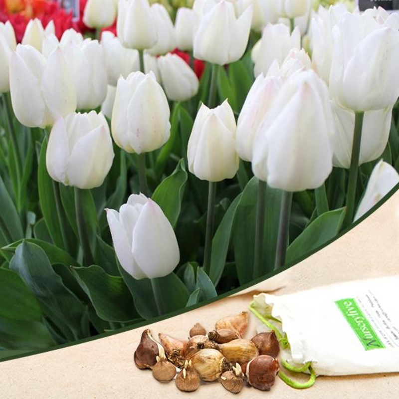 Tulip Agrass (White) – Bulbs (set of 5)