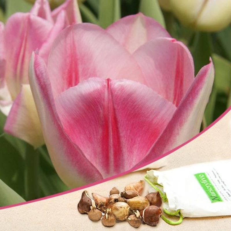 Tulip Alibi (Pink) – Bulbs (set of 5)