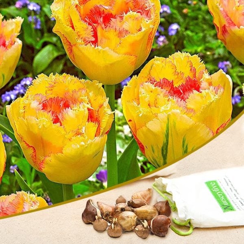 Tulip Amazone (Yellow, Pink) – Bulbs (set of 5)