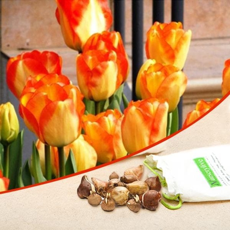Tulip American Dream (Red, Yellow) – Bulbs (set of 5)