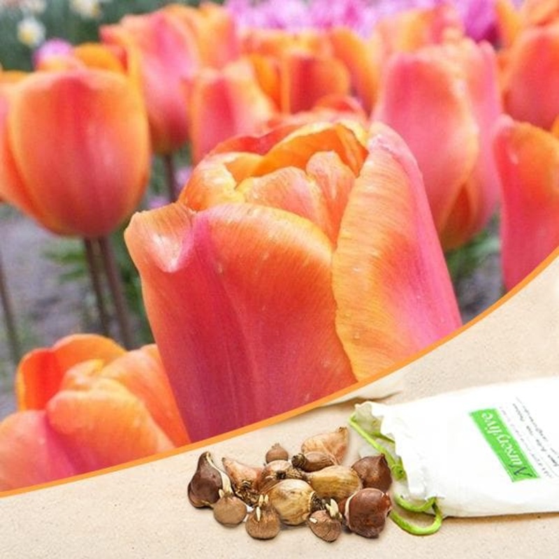 Tulip Annie Schilder (Orange) – Bulbs (set of 5)