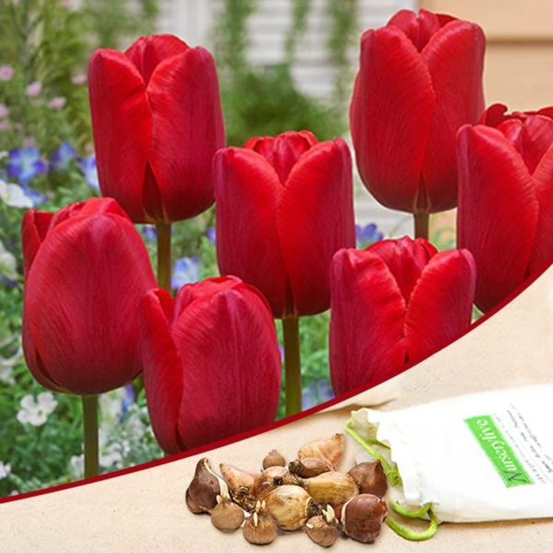 Tulip Arie Hoek (Red) – Bulbs (set of 5)