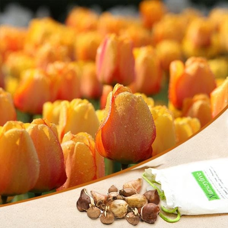 Tulip Blushing Apeldoorn (Yellow) – Bulbs (set of 5)