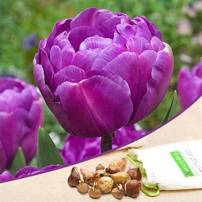 Tulip Diamond (Purple) – Bulbs (set of 5)