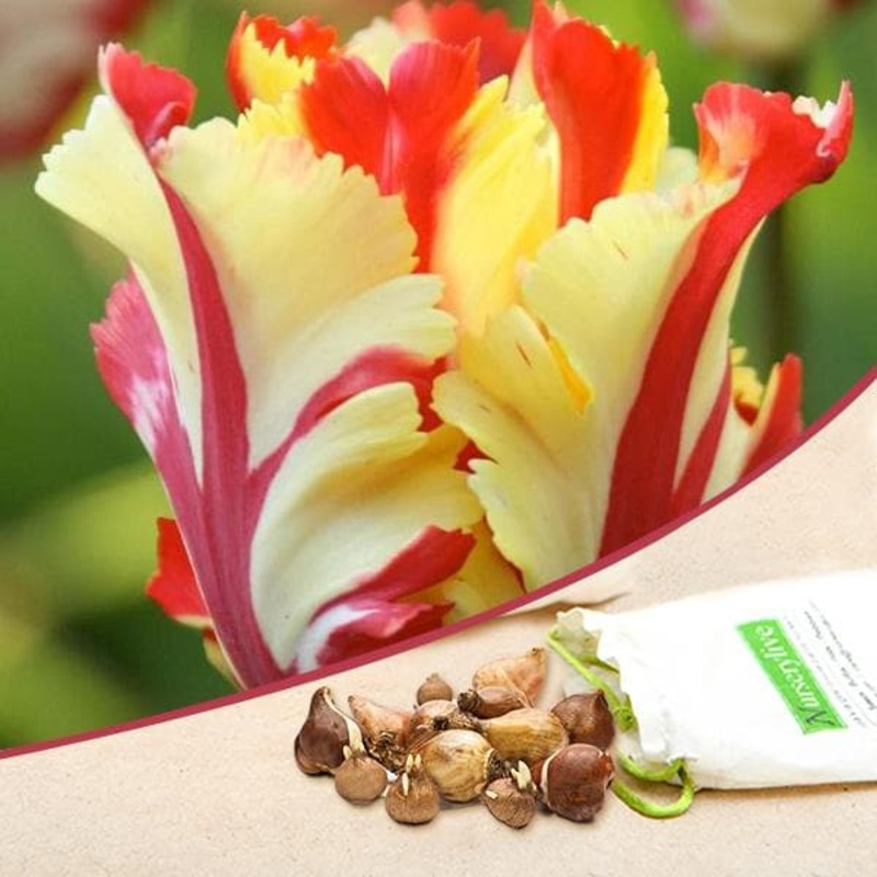 Tulip Flame (Yellow, Red) – Bulbs (set of 5)