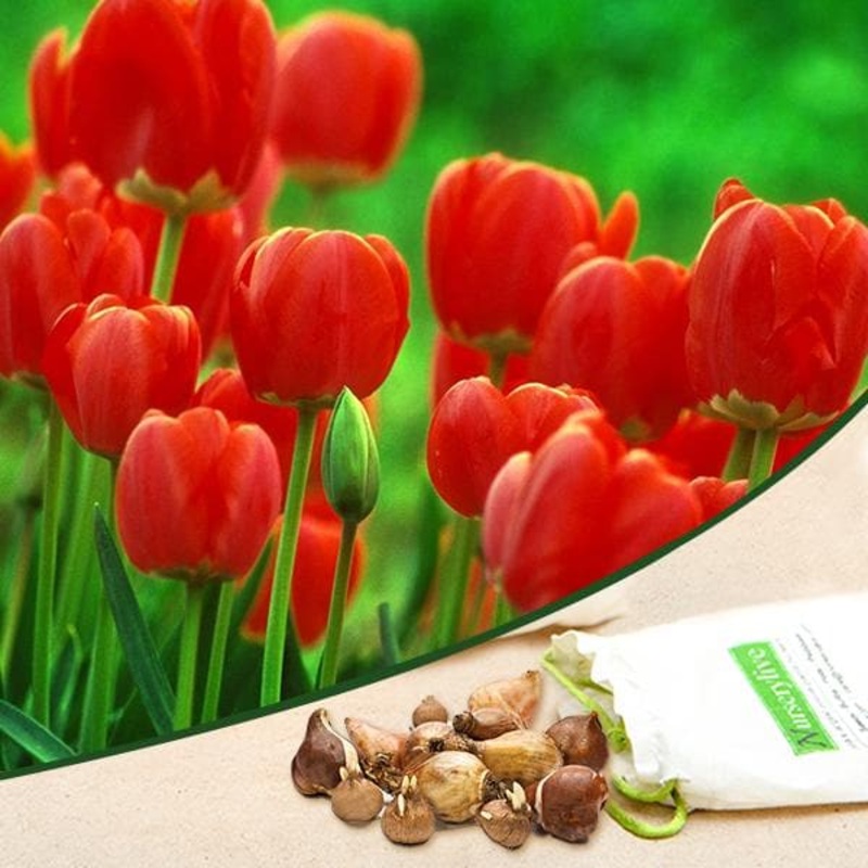 Tulip Fusor (Red) – Bulbs (set of 5)