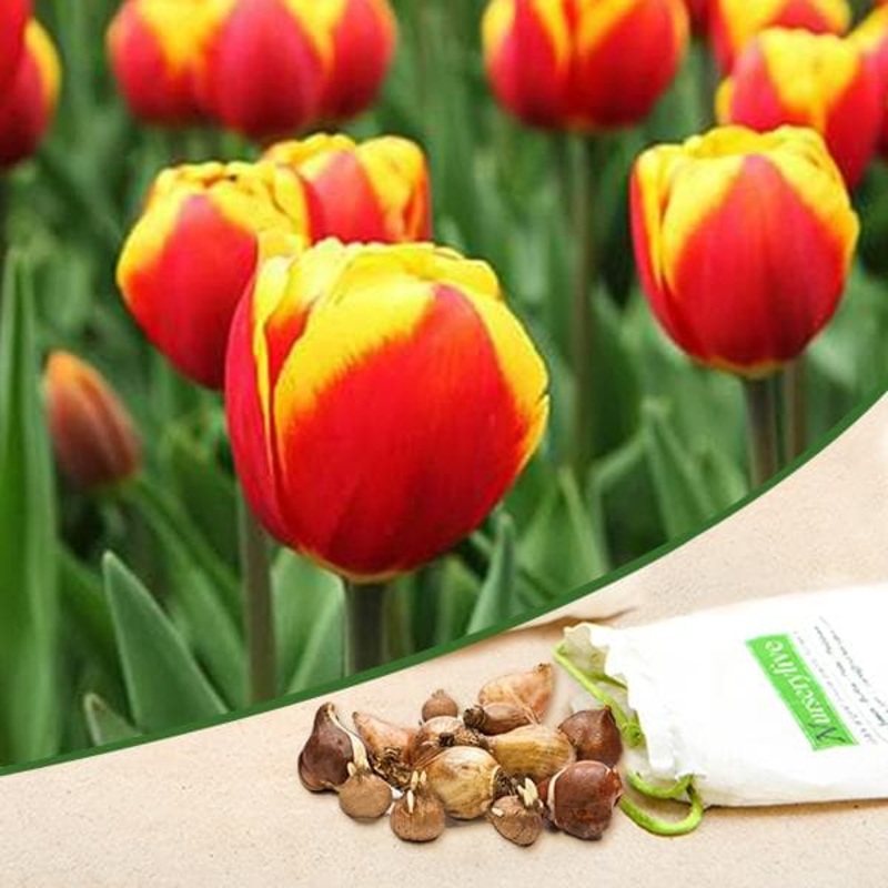 Tulip Jan Seignette (Yellow, Pink) – Bulbs (set of 5)