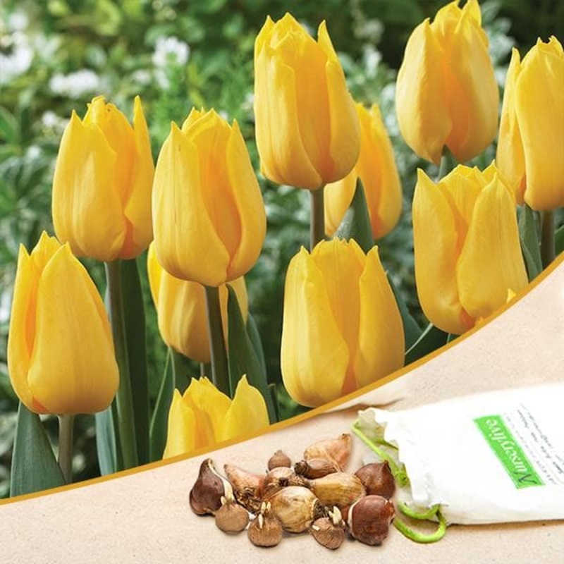 Tulip Kikomachi (Yellow) – Bulbs (set of 5)