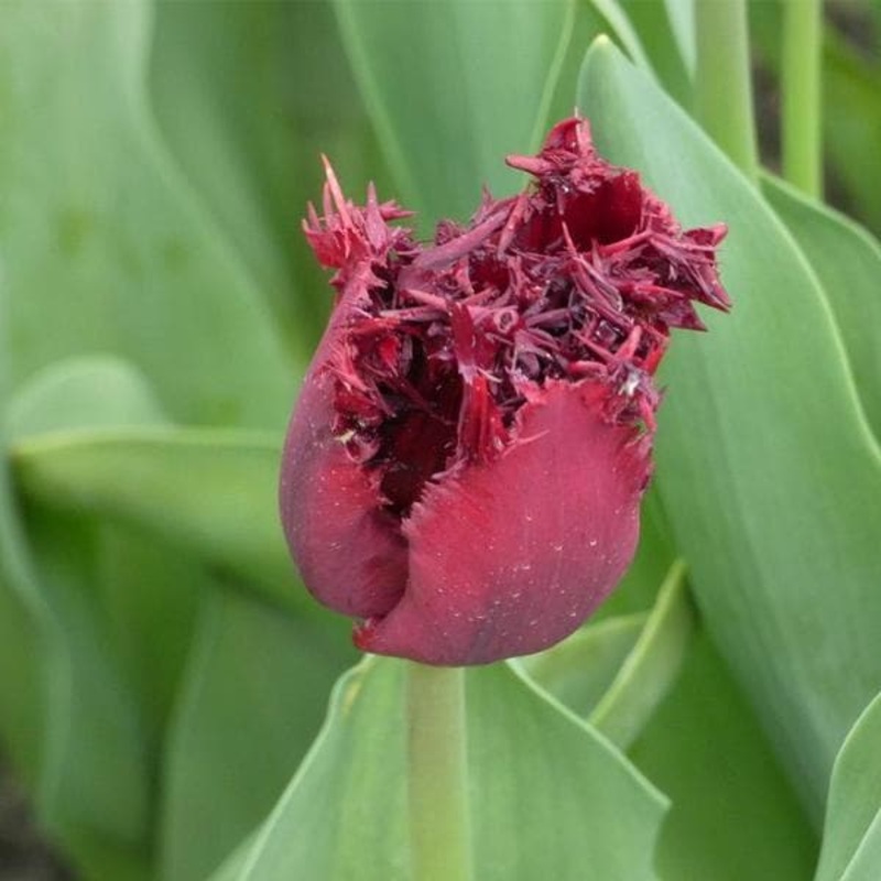 Tulip Labrador (Wine Color) – Bulbs (set of 5)
