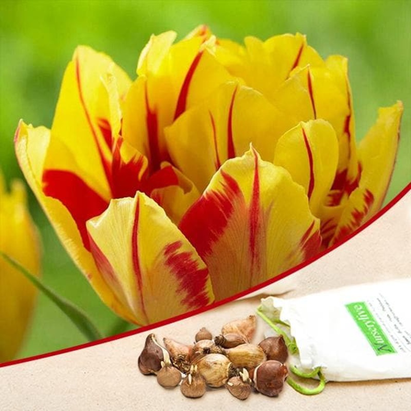 Tulip Monsella (Yellow, Red) – Bulbs (set of 5)