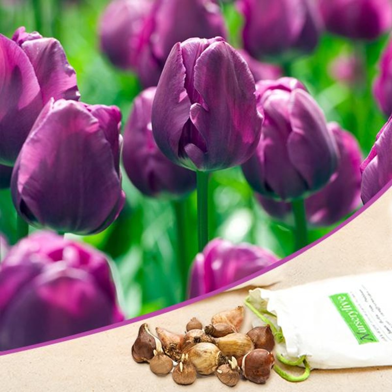 Tulip Negrita (Magenta) – Bulbs (set of 5)