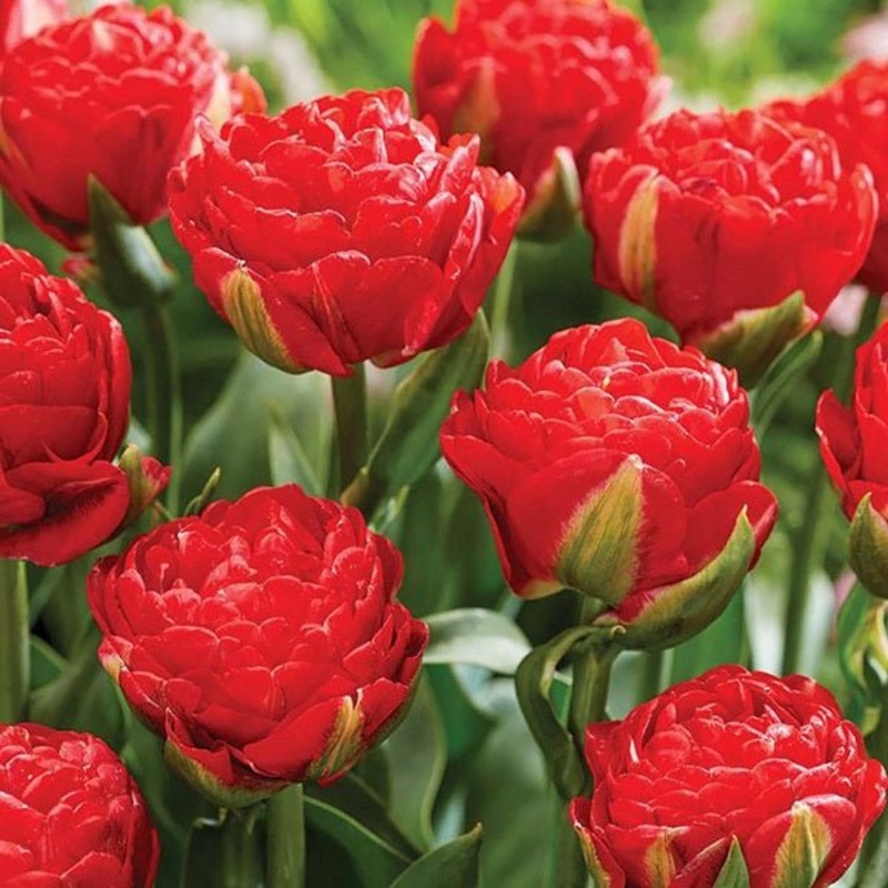 Tulip Pamplona (Red) – Bulbs|Set of 3|Set of 5
