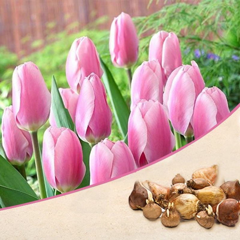 Tulip (Pink) – Bulbs (set of 5)