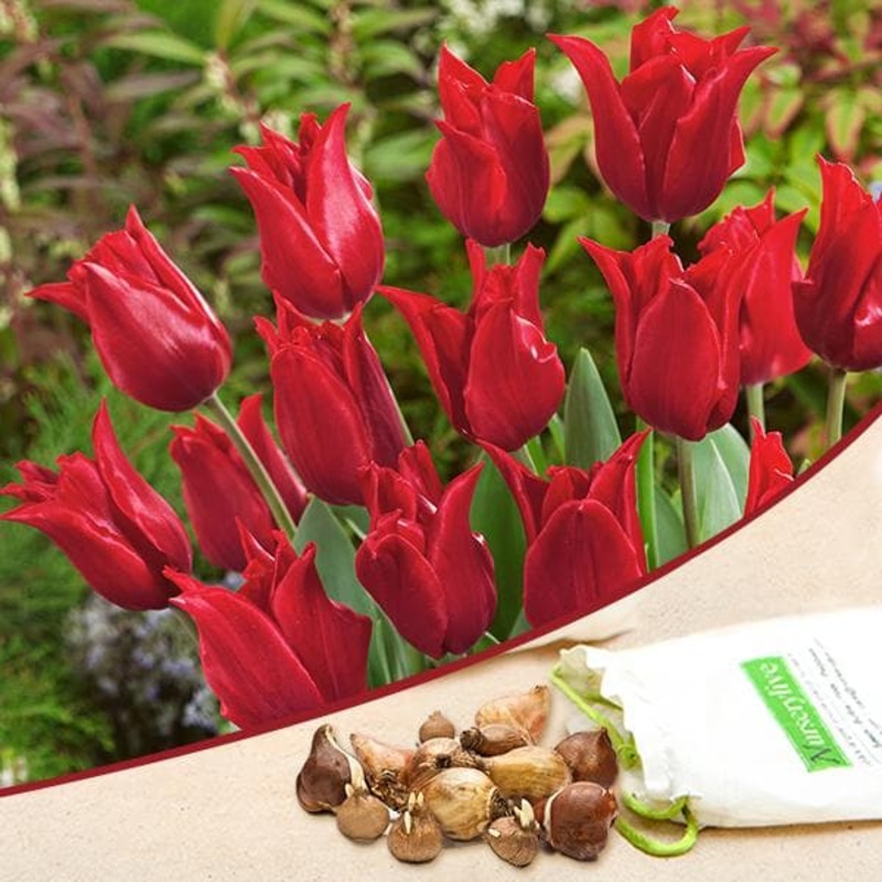 Tulip Pretty Woman (Red) – Bulbs (set of 5)