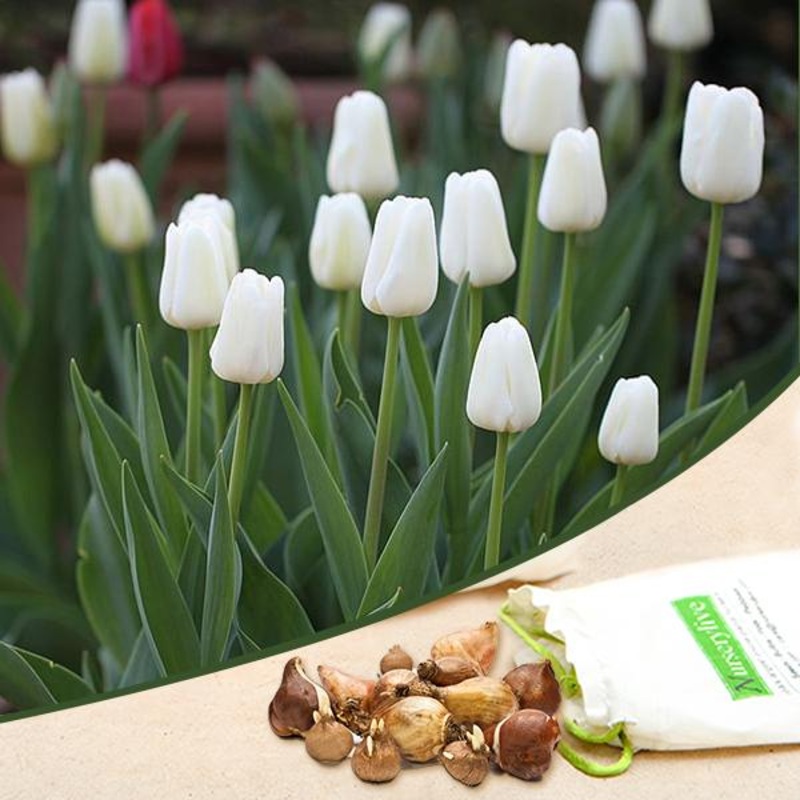 Tulip Prince (White) – Bulbs (set of 5)