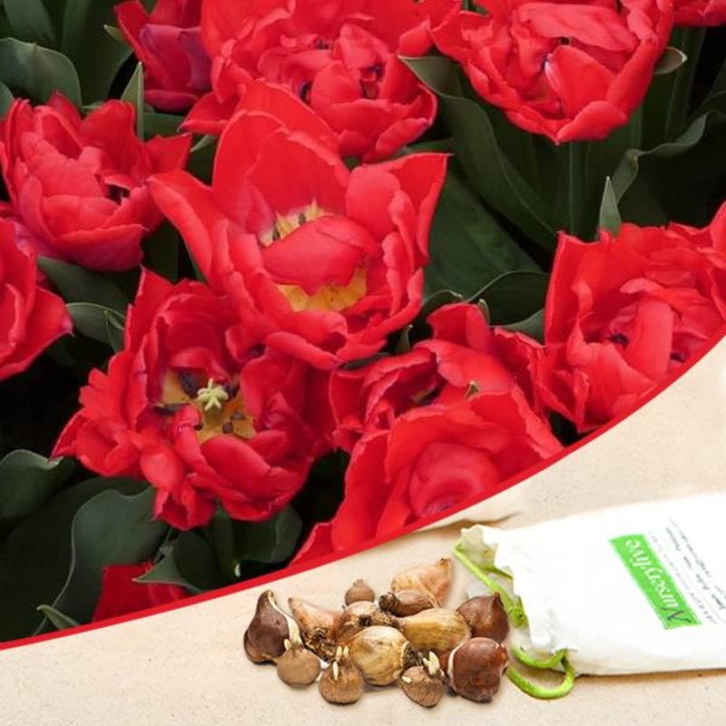 Tulip Redmar (Red) – Bulbs (set of 5)