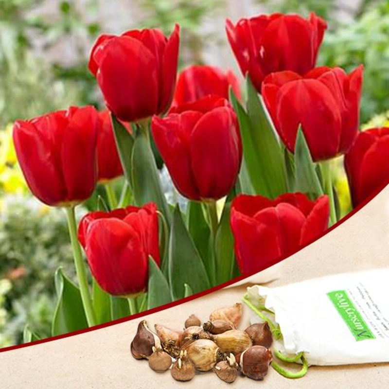Tulip Seadov (Red) – Bulbs (set of 5)