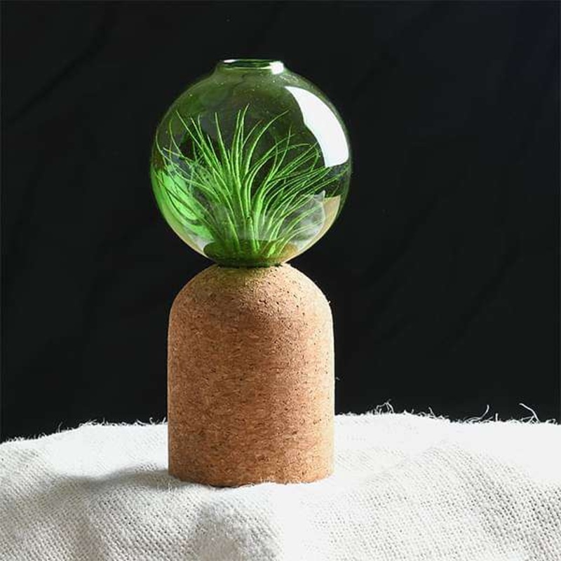 Zinn – Air Plant