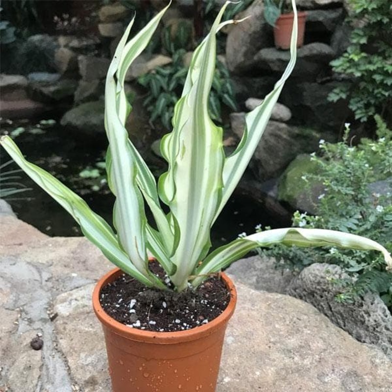 Agave, Furcraea gigantea – Succulent Plant