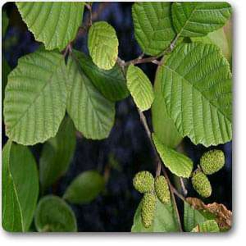 Alnus rugosa – Plant