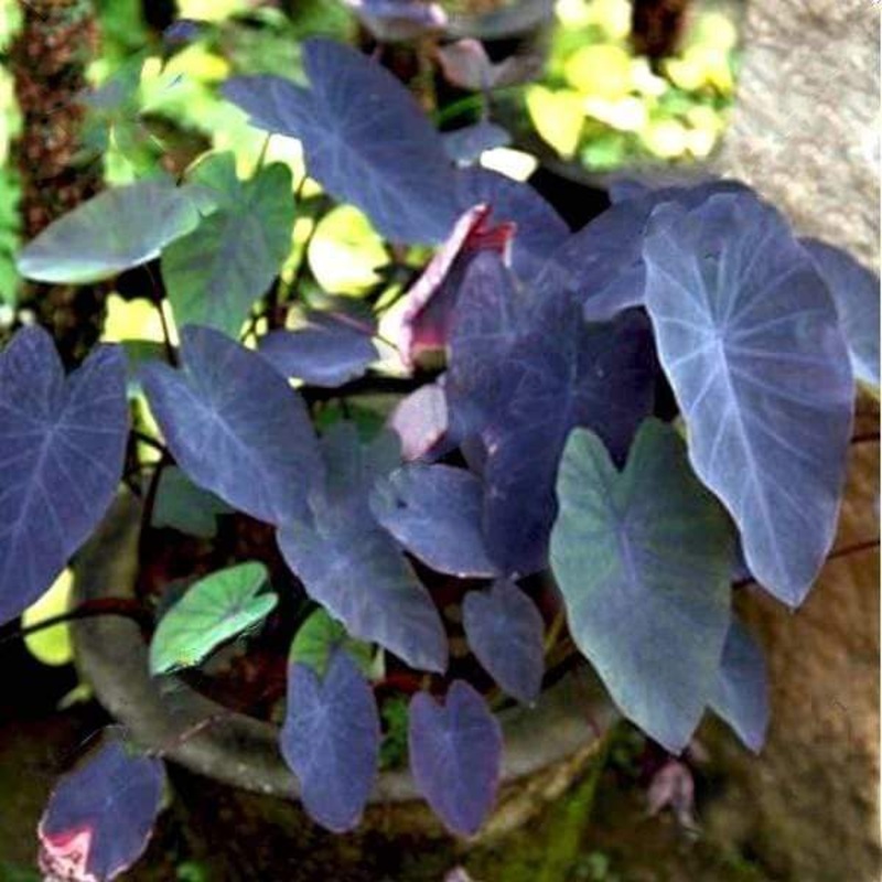 Alocasia esculata black magic – Succulent Plant