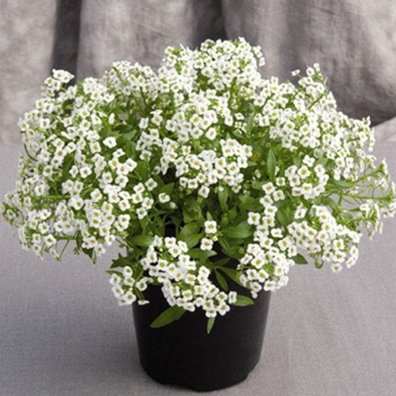 Alyssum (Any Color) – Plant