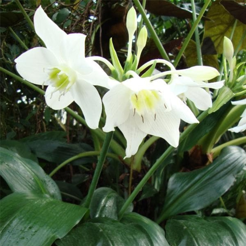 Amazon Lily, Eucharis Lily – Bulbs (set of 5)