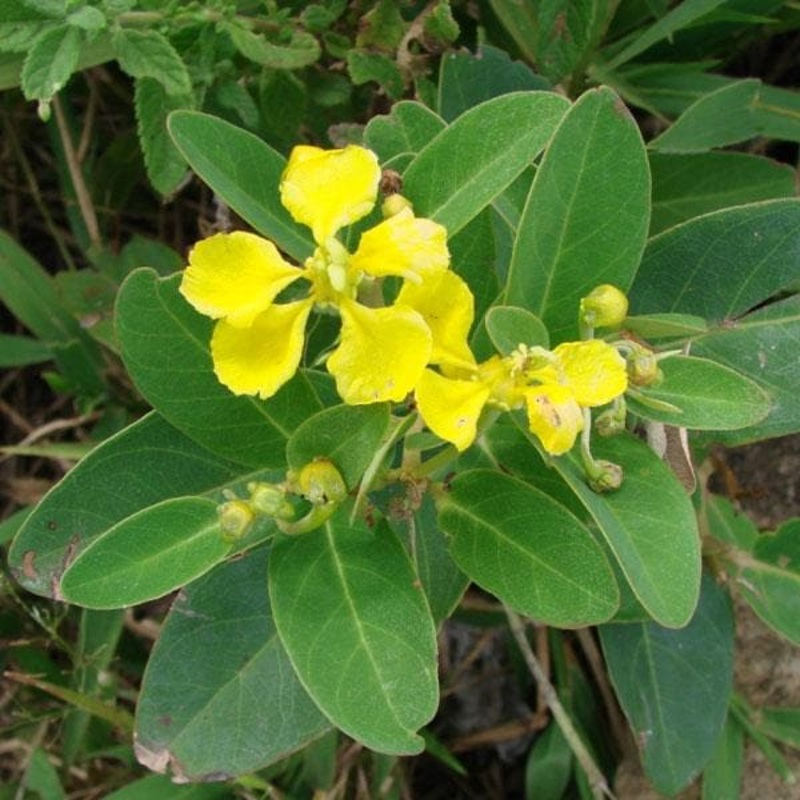 Amazonvine, Stigmaphyllon – Plant