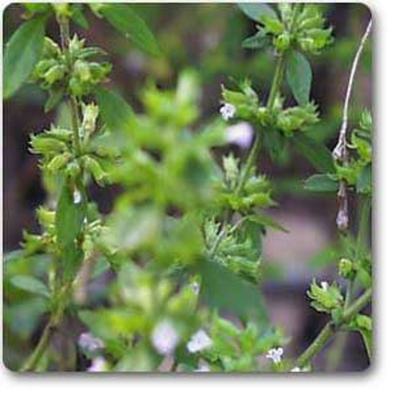 American pennyroyal – Plant