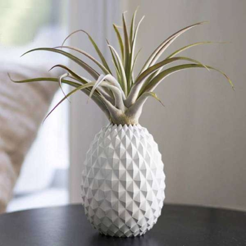 Ananas – Air Plant