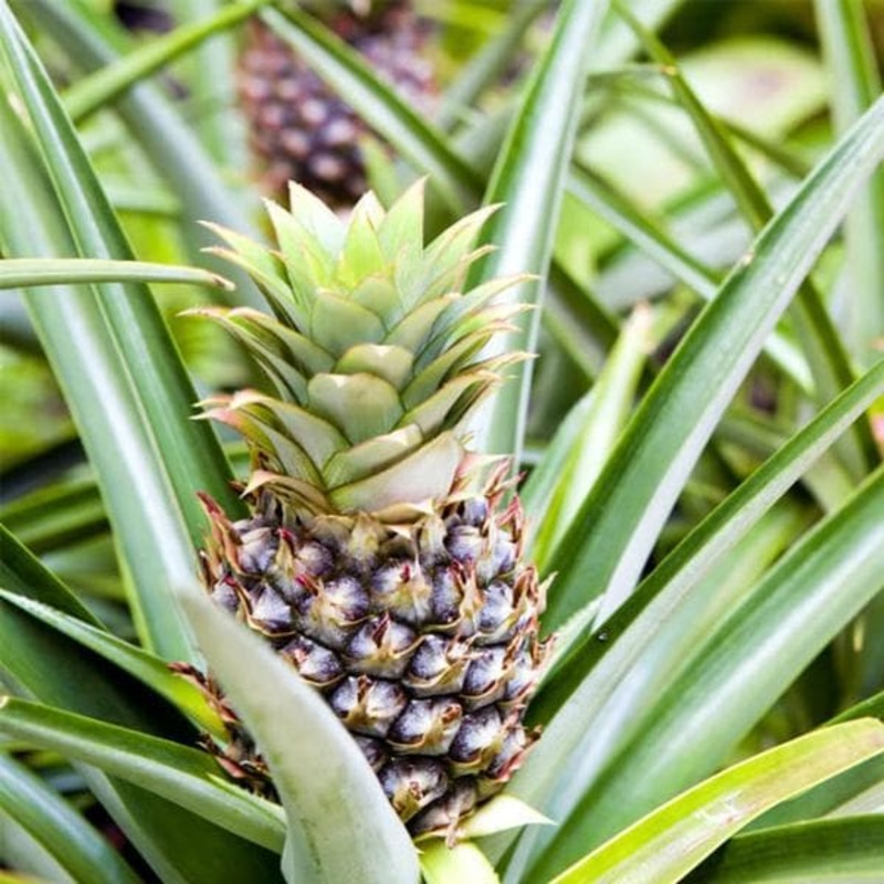 Ananas bracteatus striatus – Plant